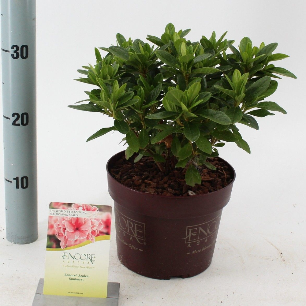 Rhododendron ENCORE® Sunburst ('Roblet'PBR).