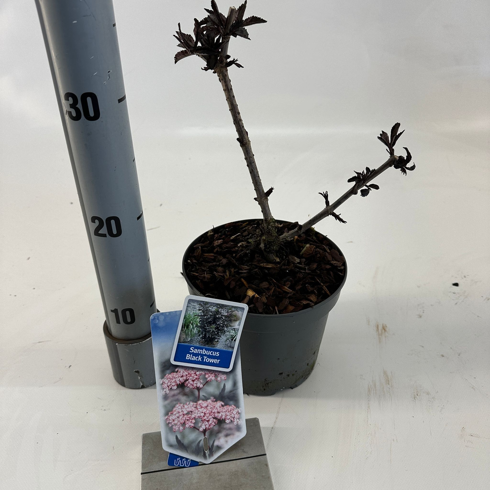 Sambucus nigra Black Tower ('Eiffel 1'PBR).