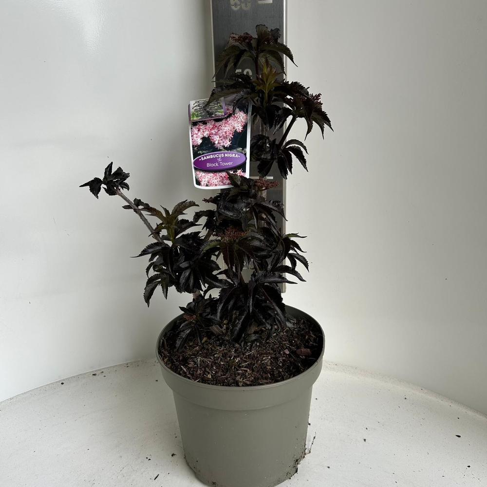 Sambucus nigra Black Tower ('Eiffel 1'PBR).