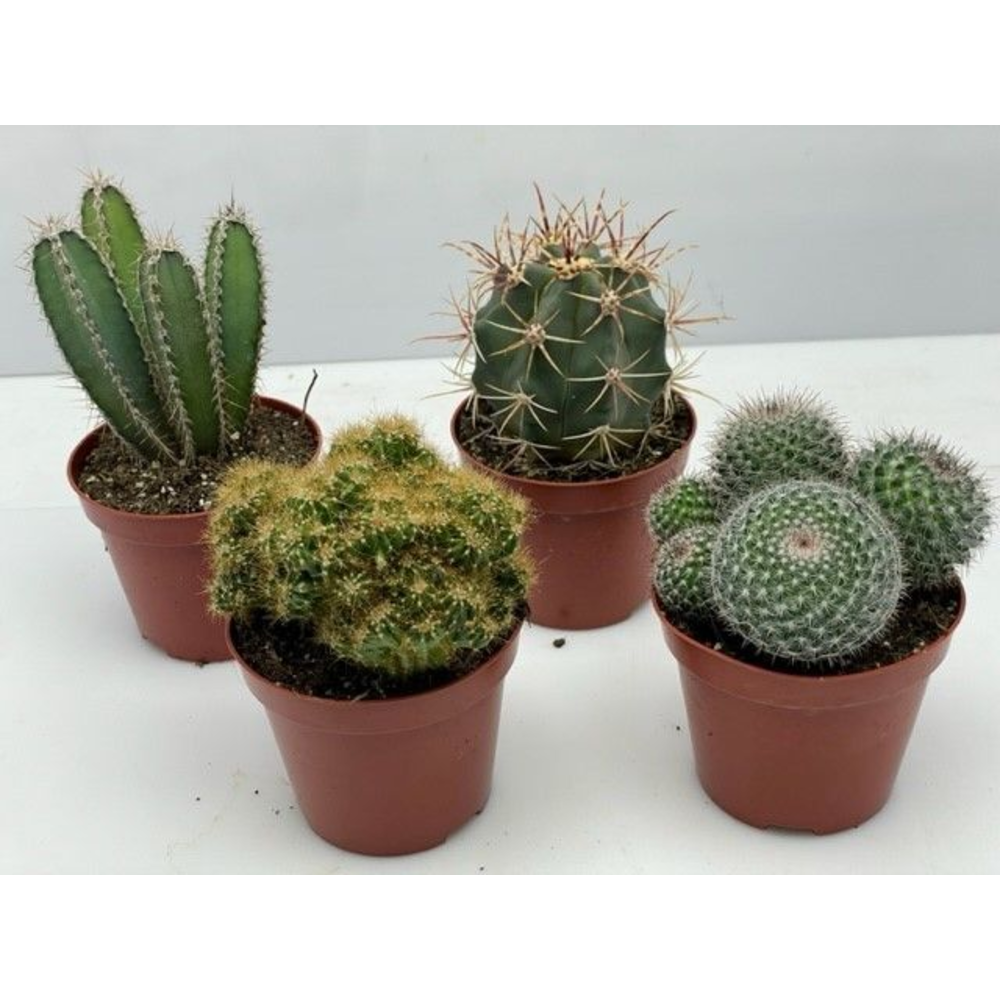 Cactus mix 12 cm.