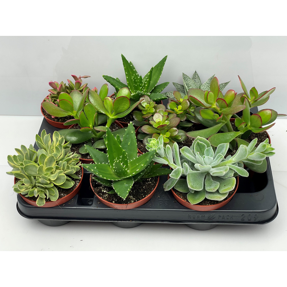 Succulent mix 10,5 cm.