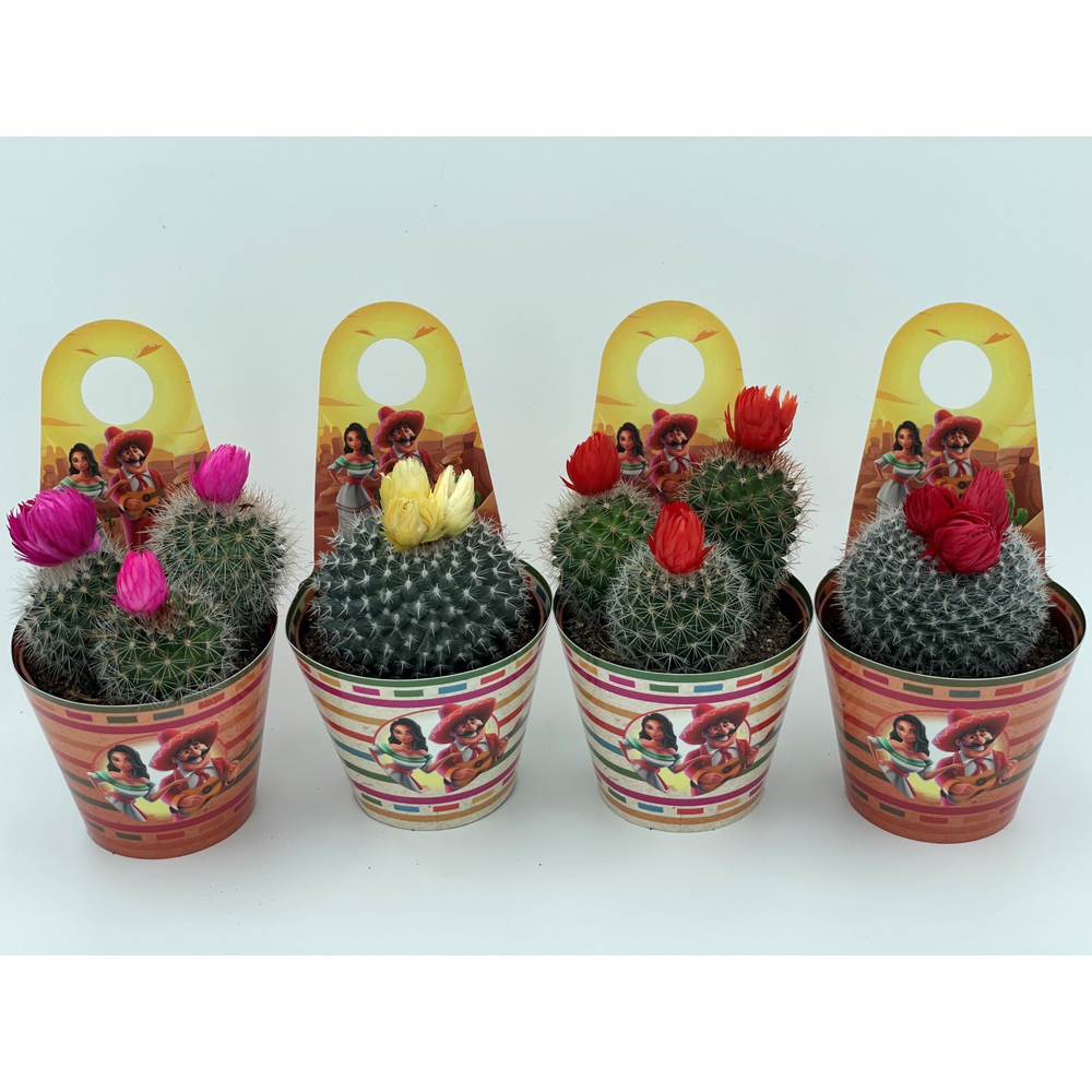 Mexico SIER carry cover cactus 8,5 cm.