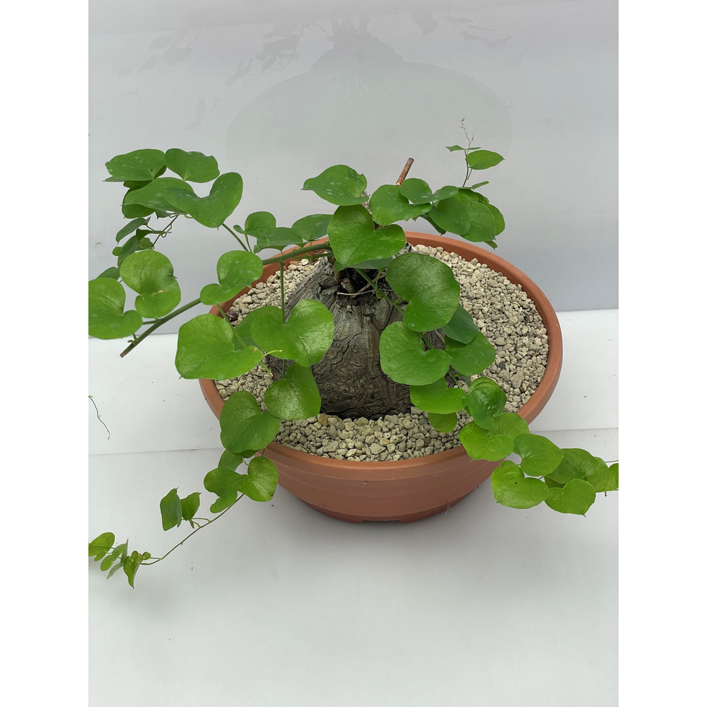Dioscorea elephantipes 23 cm.