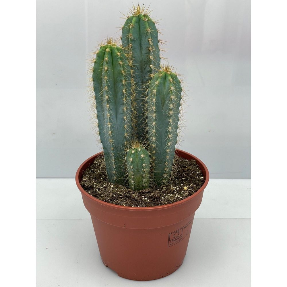 Pilocereus Azureus 17.