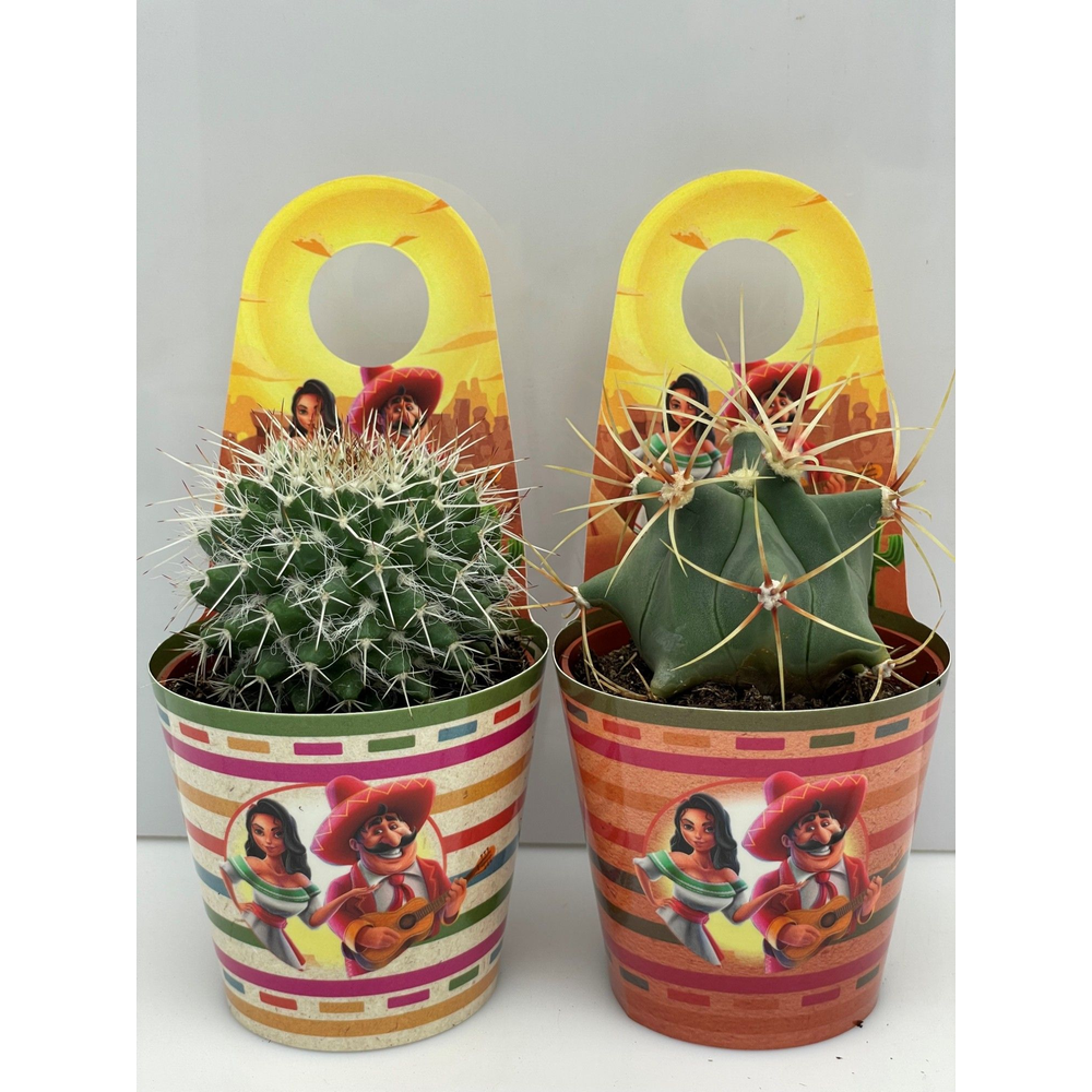 Mexico carry cover cactus 8,5 cm.