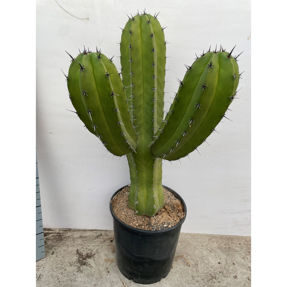 Polaskia chichipe 25 cm.