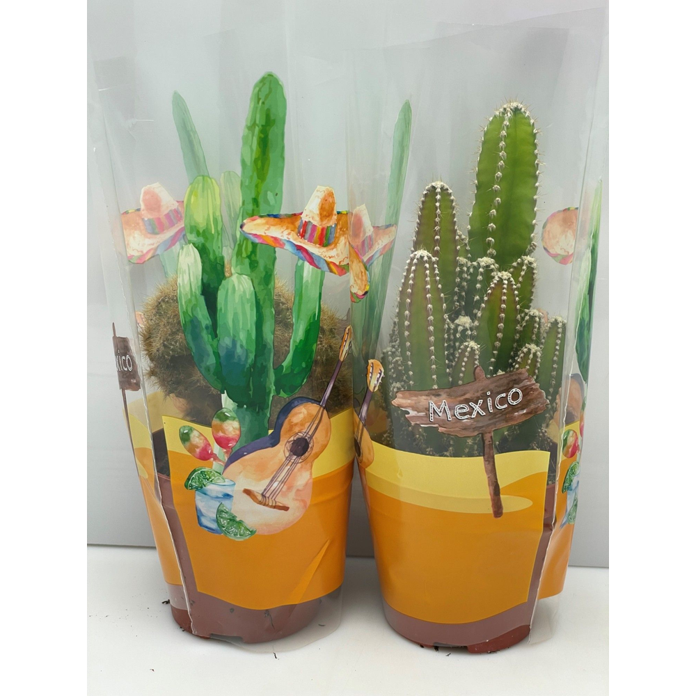 Opuntia in mexicohoes 8,5 cm.