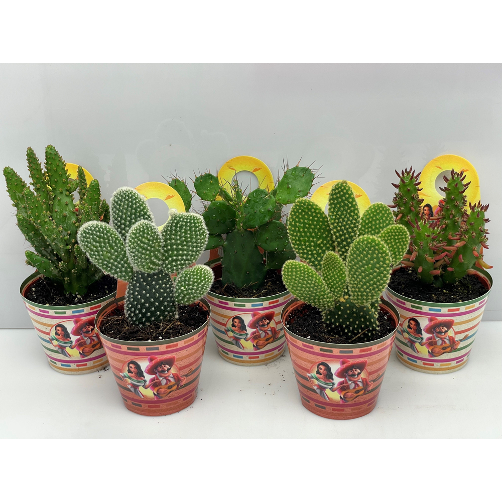 Mexico carry cover opuntia 8,5 cm.