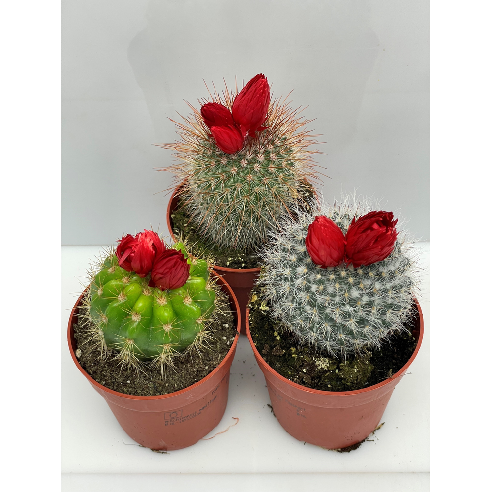 Rode bloem Sier 8,5 cm.