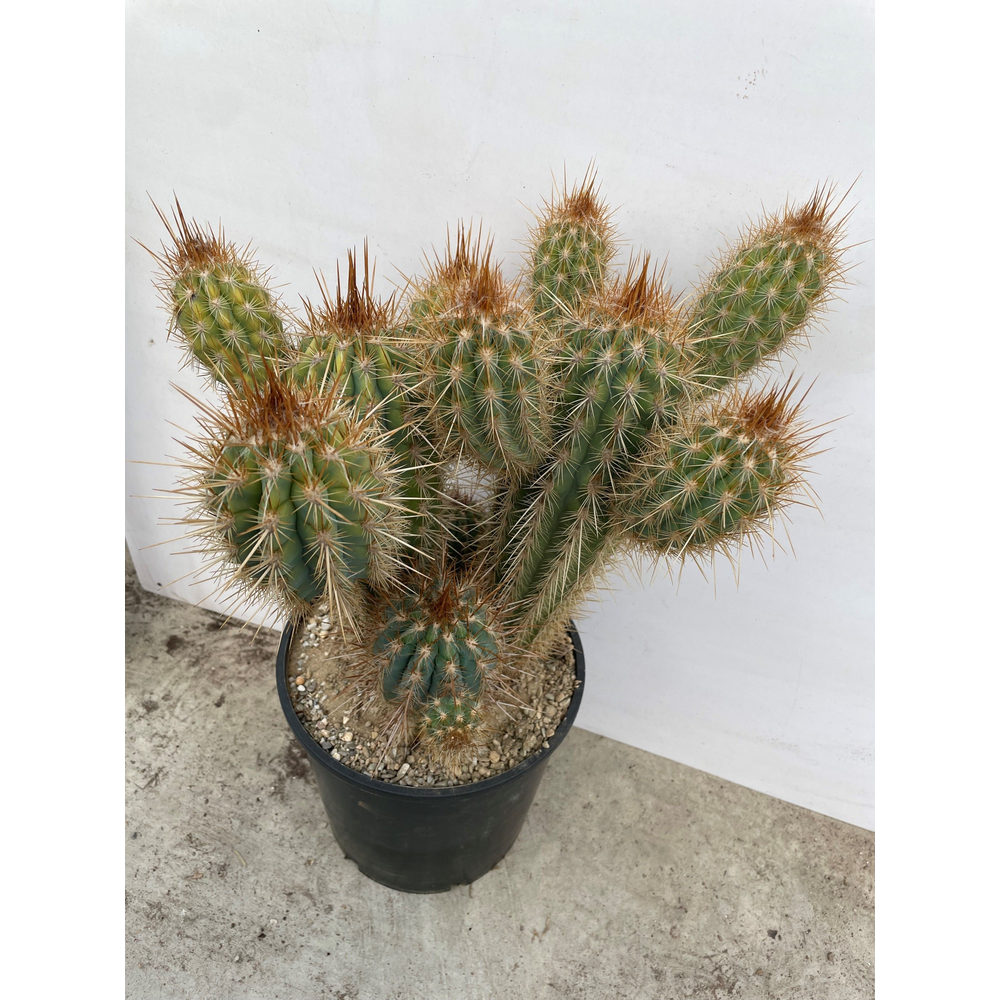 Pilosocereus gounelli 25 cm.