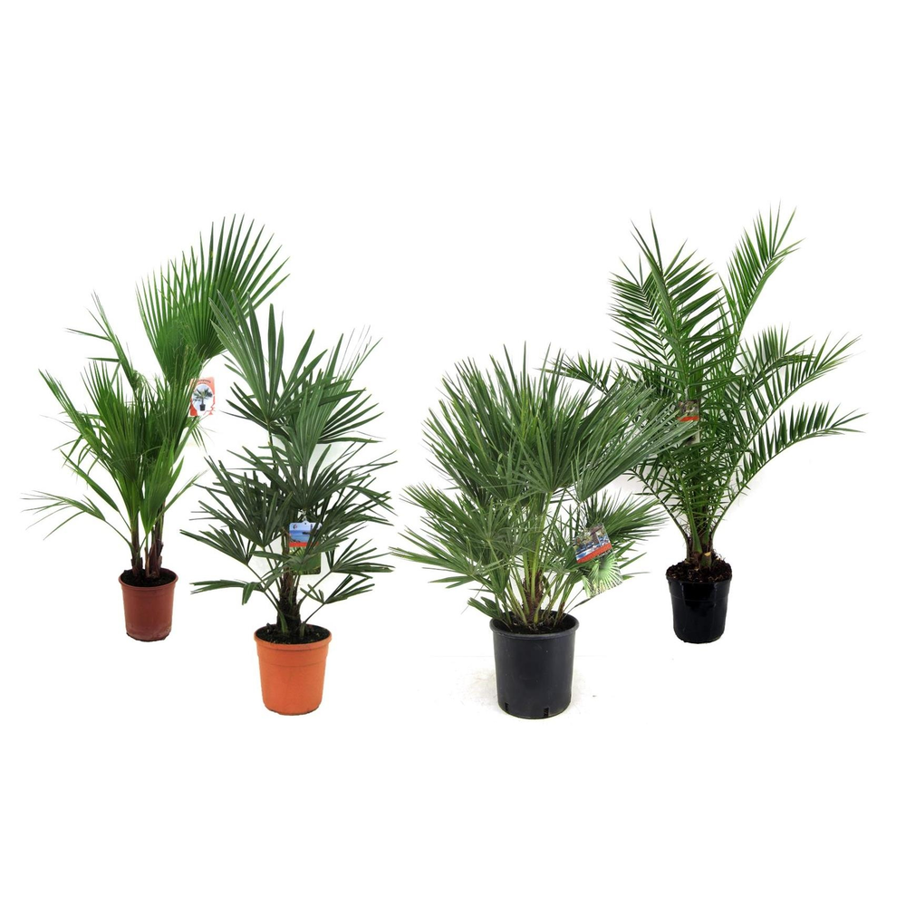 Palmen mix outdoor - 2/3 soorten.
