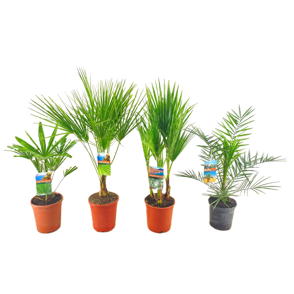 Palmen mix outdoor - 3/4 soorten.