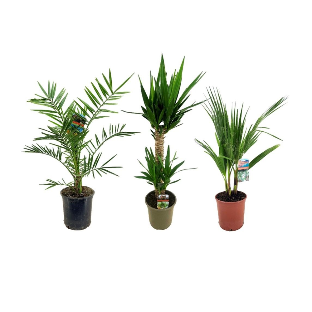 Palmen mix indoor - 2/3 soorten.