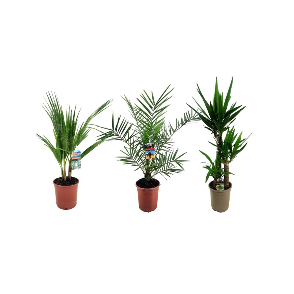 Palmen mix indoor - 2/3 soorten.