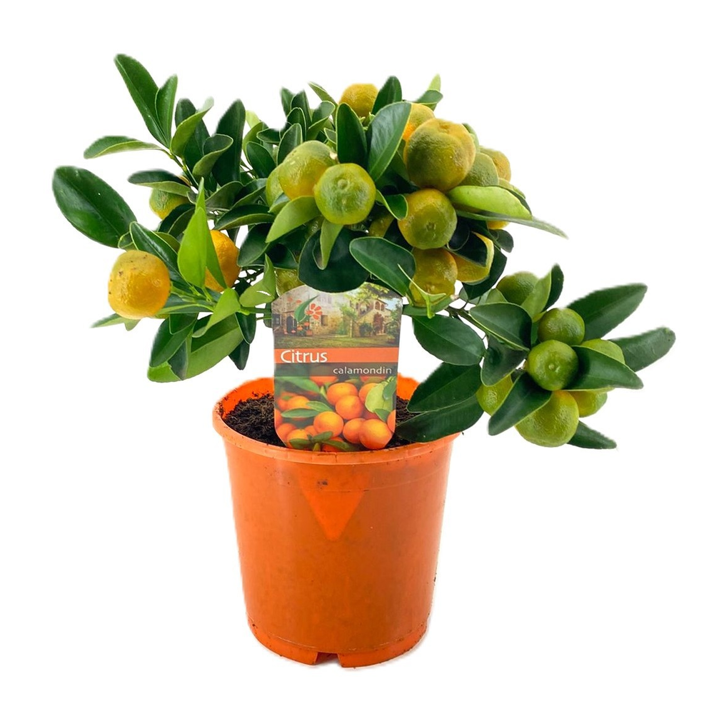 Citrus calamondin.