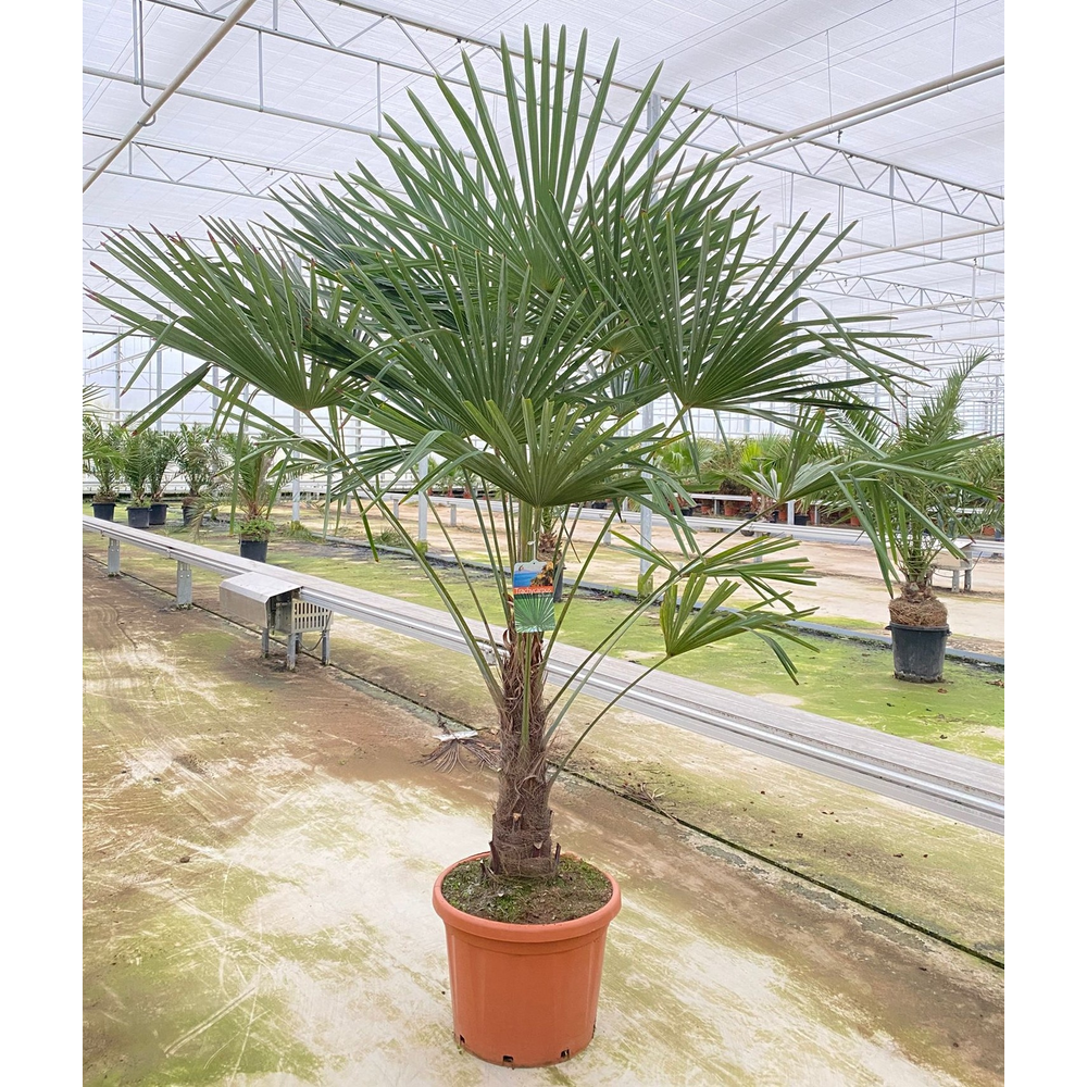 Trachycarpus fortunei.