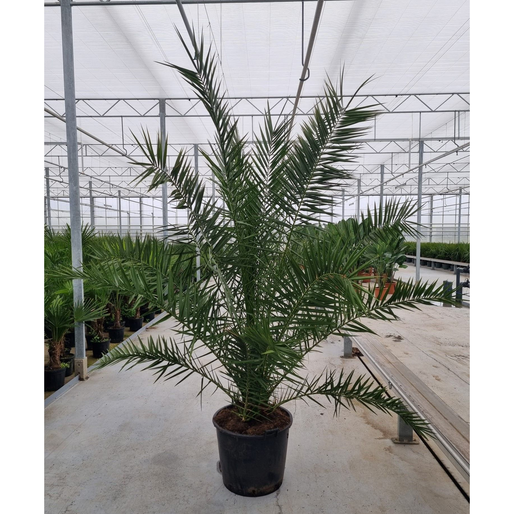 Phoenix canariensis.