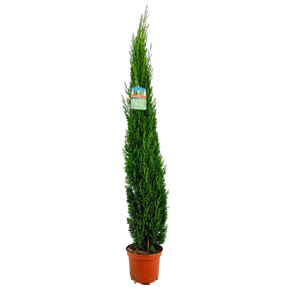 Cupressus sempervirens.
