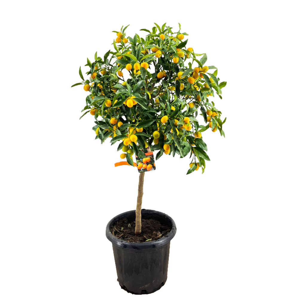 Citrus kumquat.