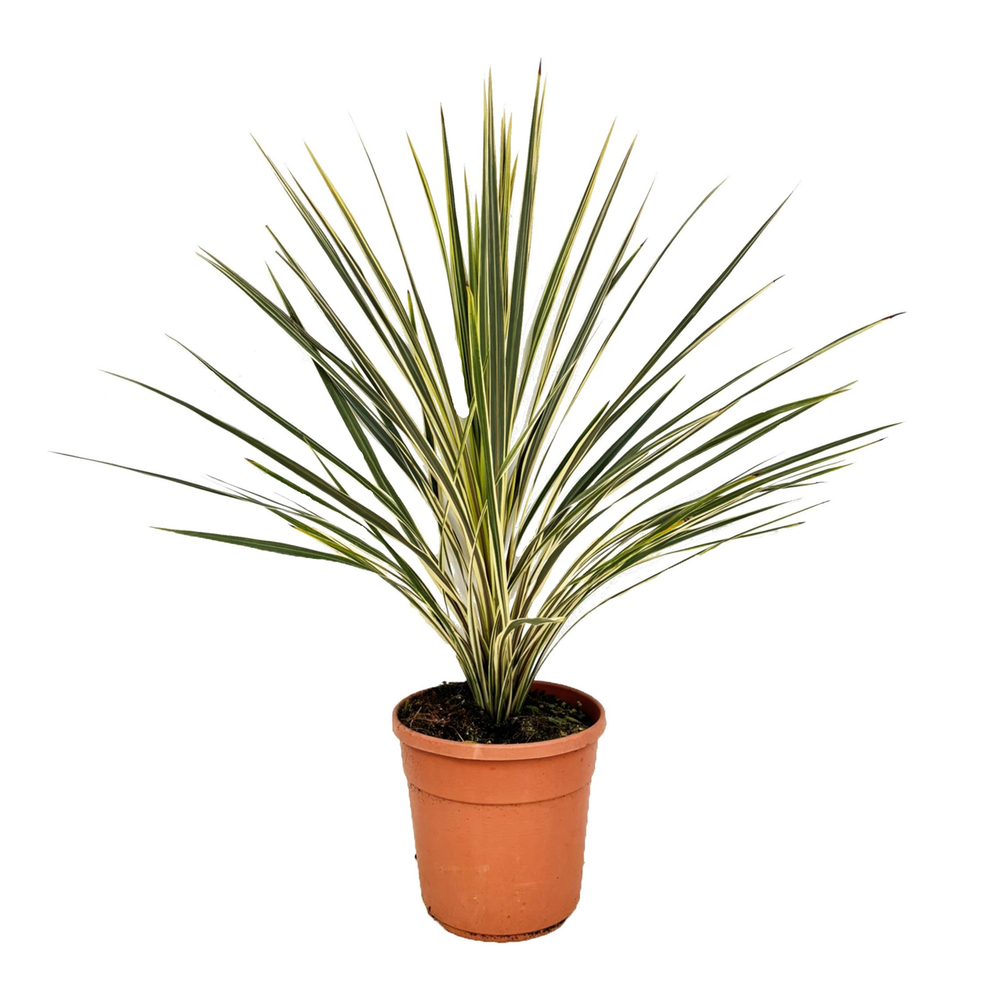 Cordyline torbay dazzler.