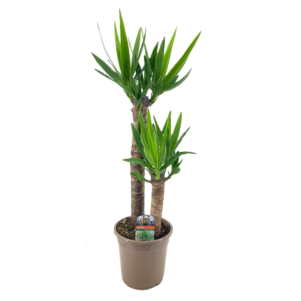 Yucca elephantipes 60-35.