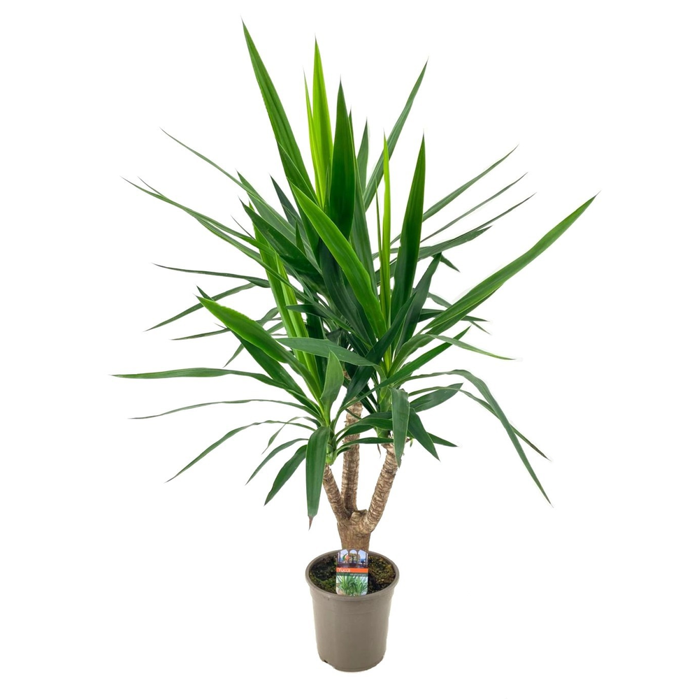 Yucca elephantipes vertakt.