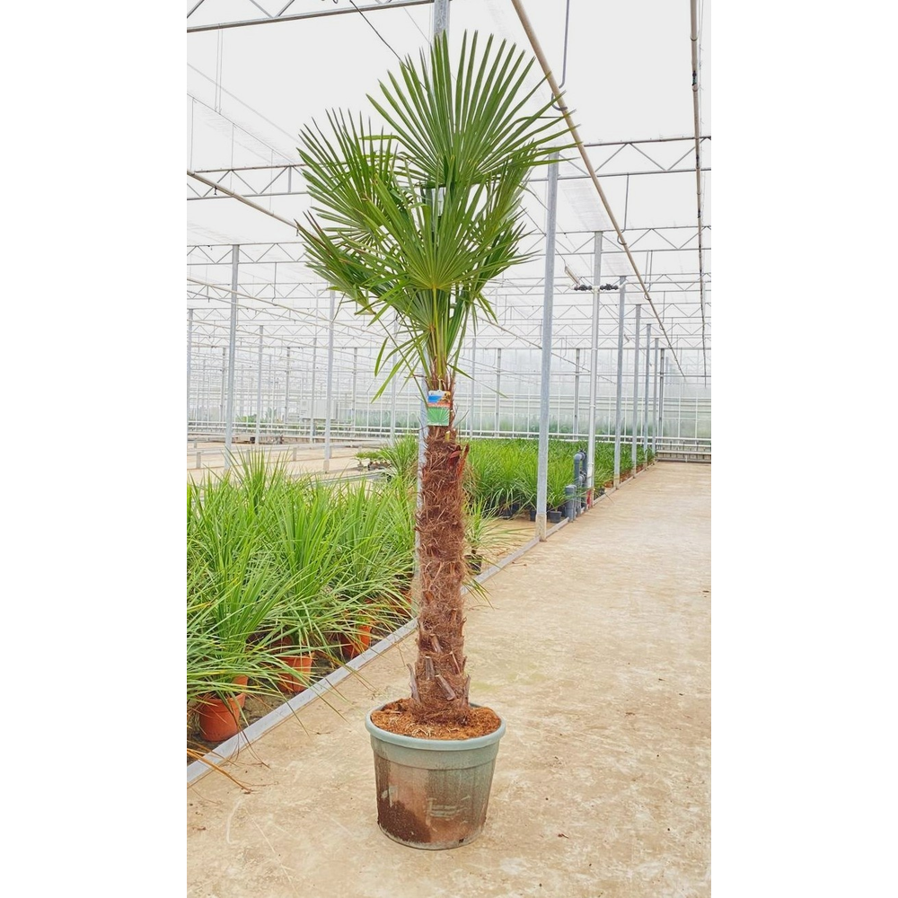 Trachycarpus fortunei.