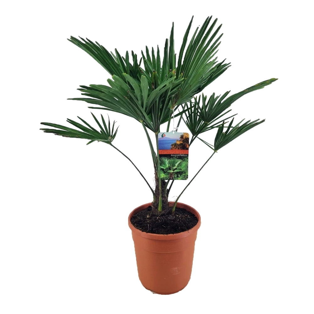 Trachycarpus wagnerianus.