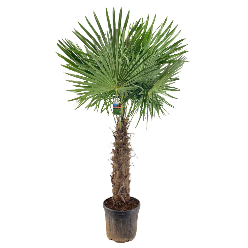 Trachycarpus fortunei.