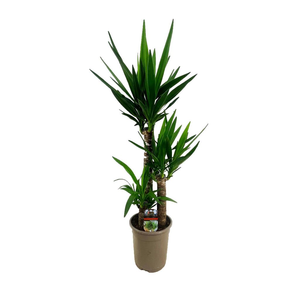 Yucca elephantipes 60-35-20.