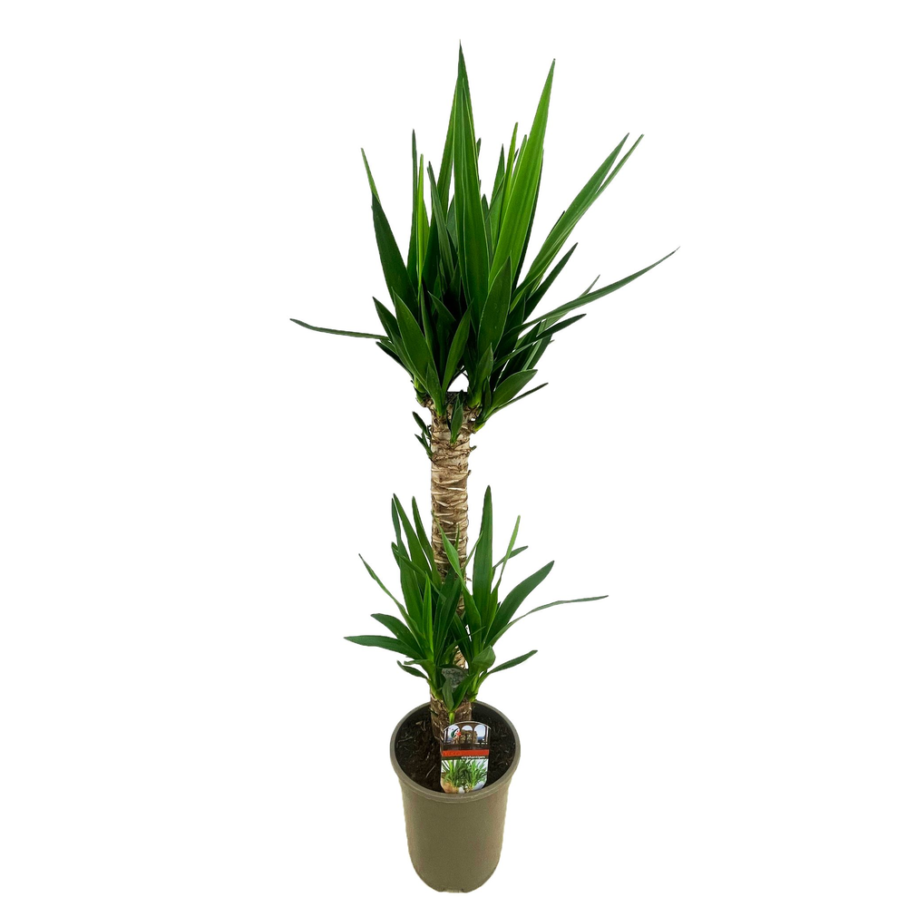 Yucca elephantipes 60-20.