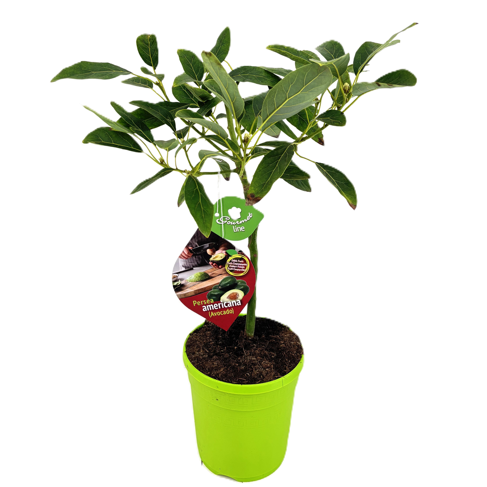 Persea americana.