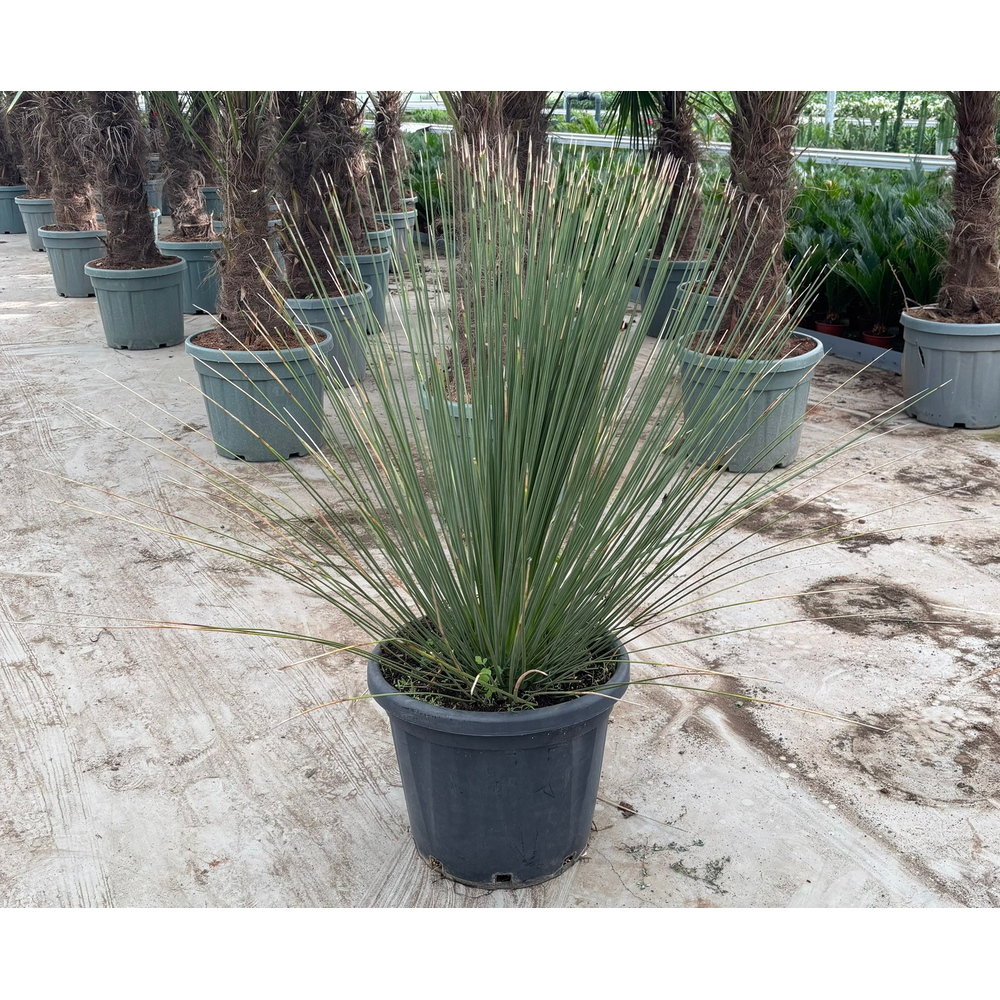 Dasylirion longissimum.