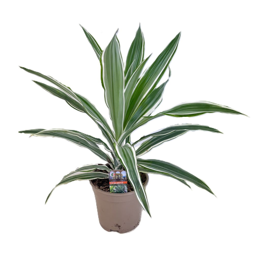 Dracaena deremensis white stripe kopstek.