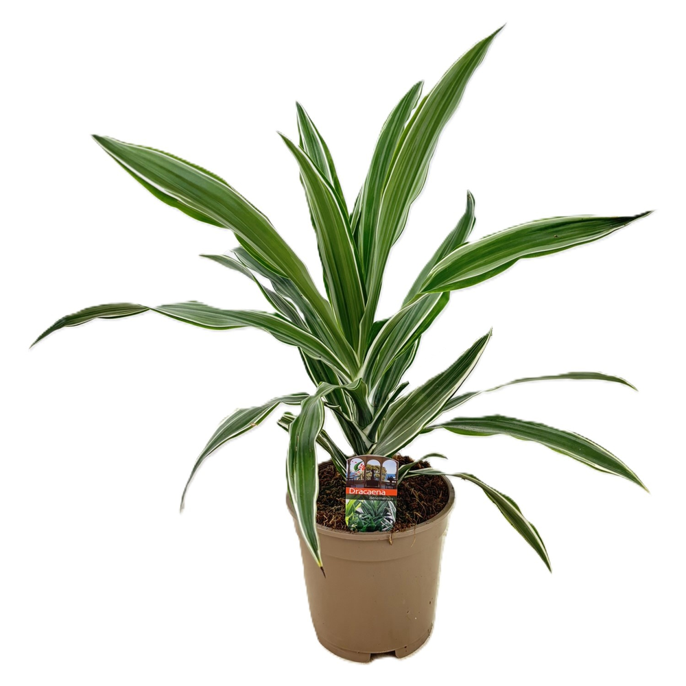 Dracaena deremensis warneckei kopstek.