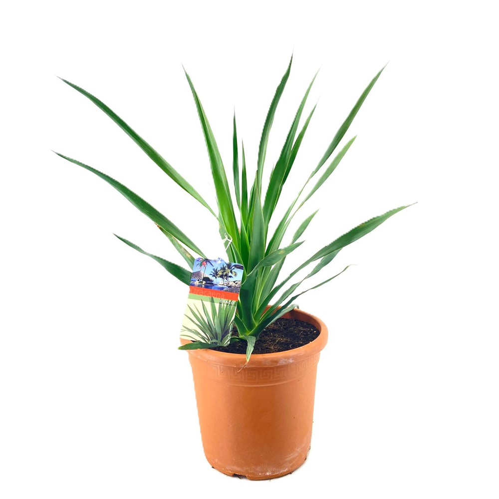 Dracaena Draco.