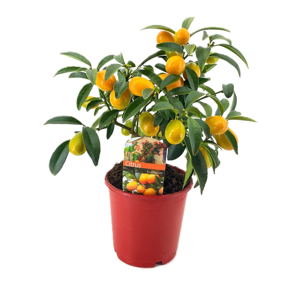 Citrus Kumquat.