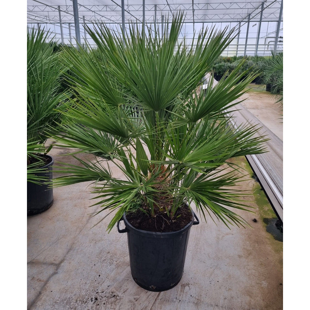 Chamaerops humilis.