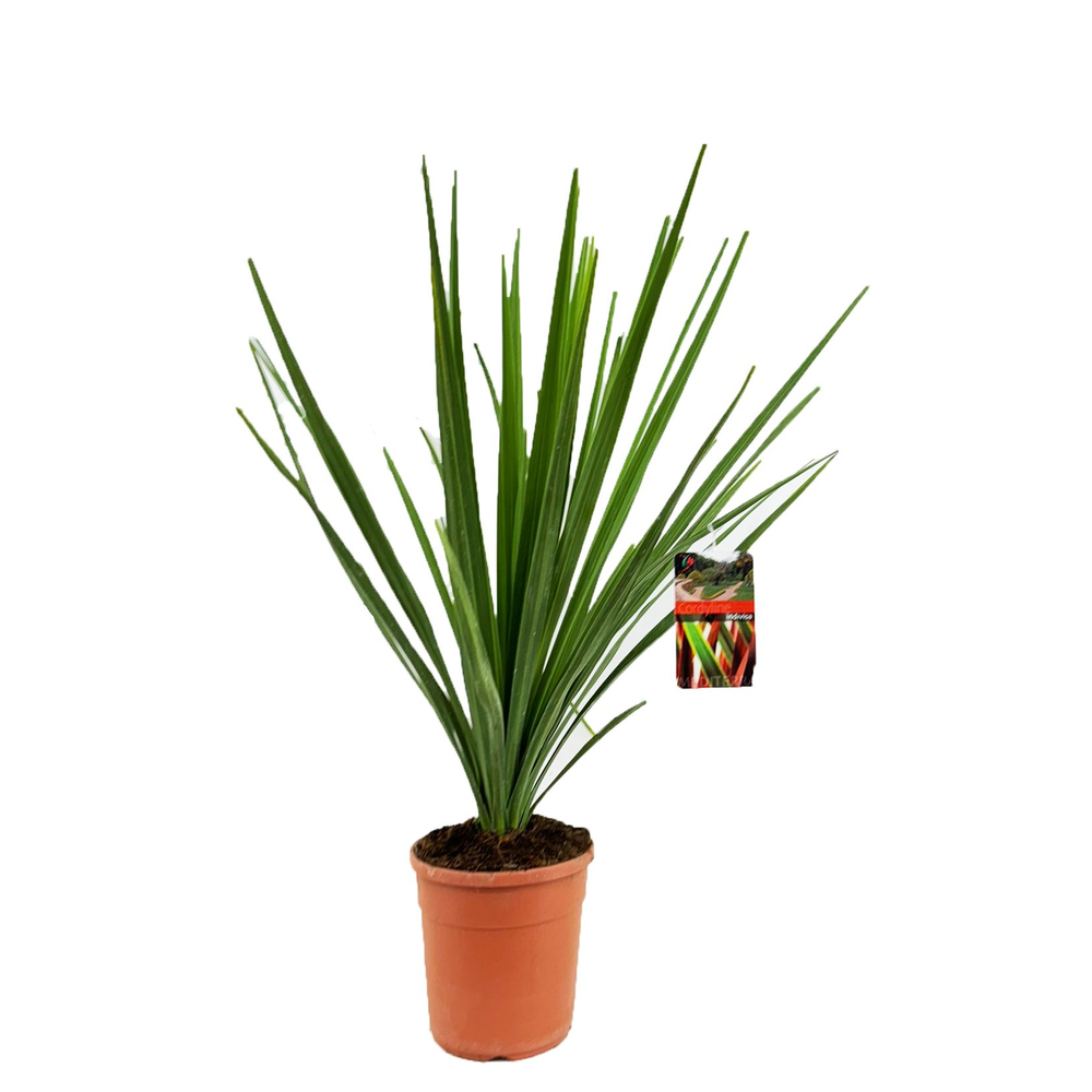 Cordyline indivisa.