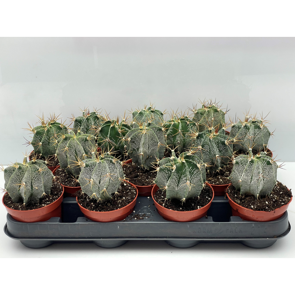 Astrophytum ornatum 8,5 cm.