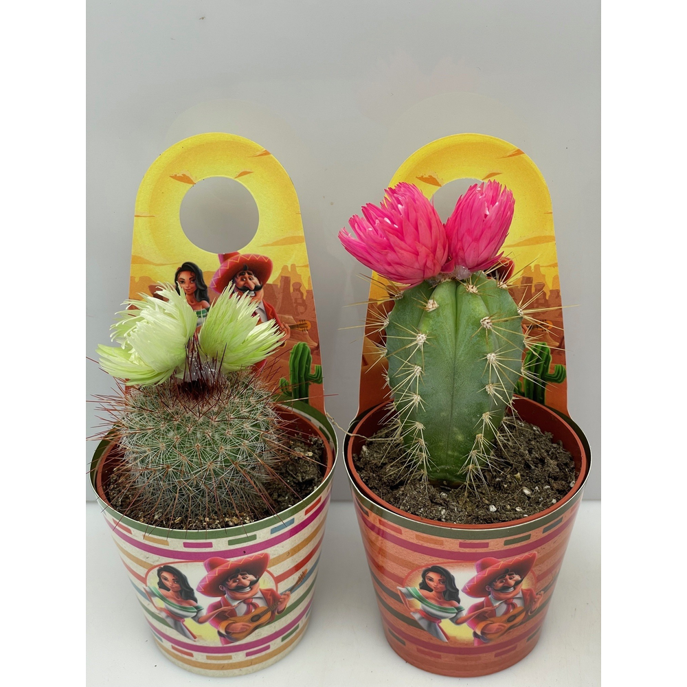 Mexico SIER Carry Cover 6,5 cm.