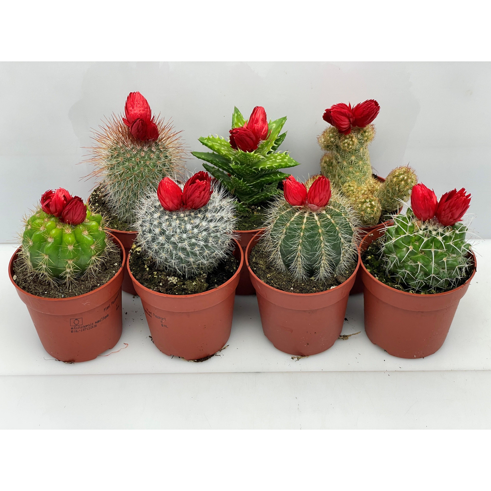 Rode bloem Sier 6,5 cm.