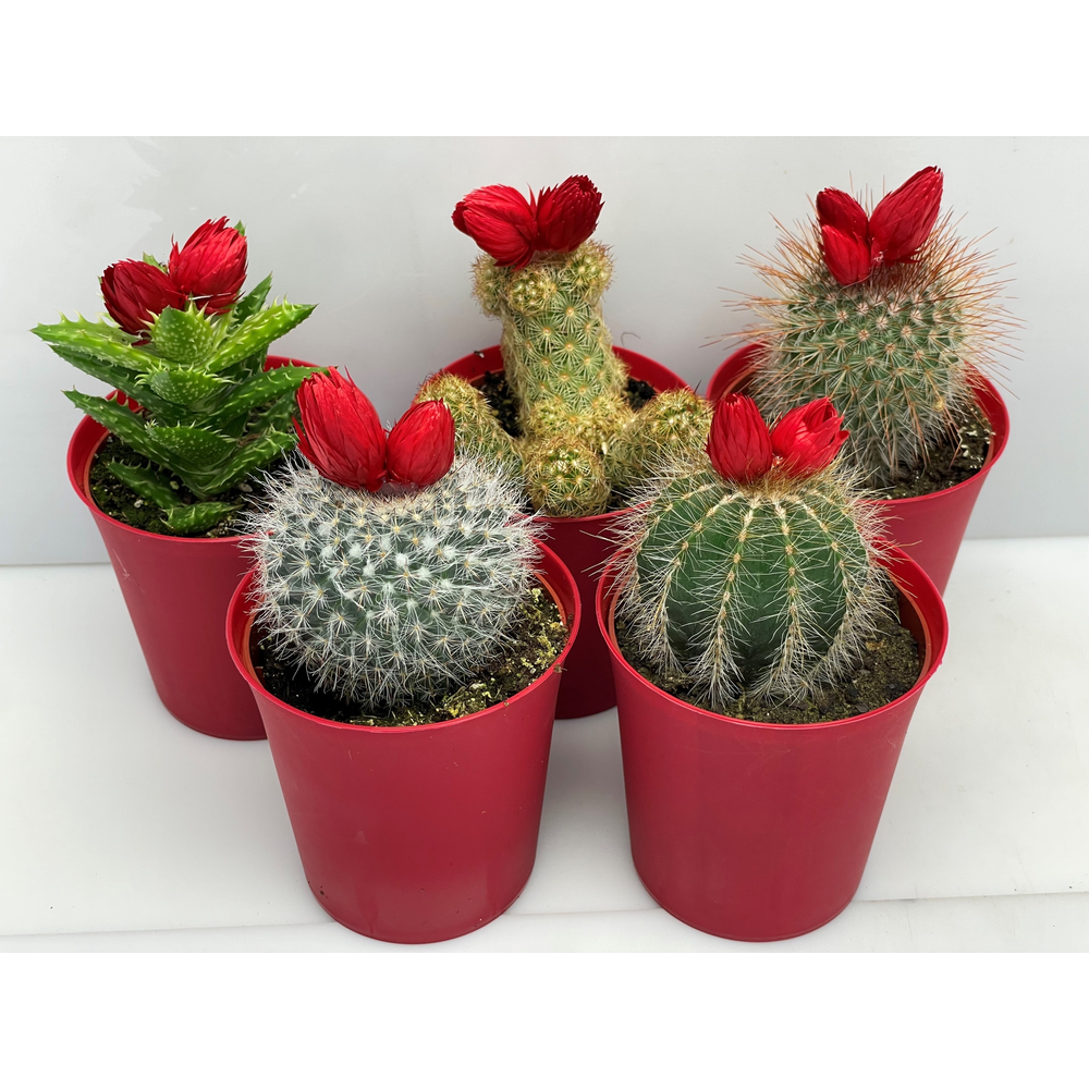 Rode sier bloem+kameleon pot 6,5.