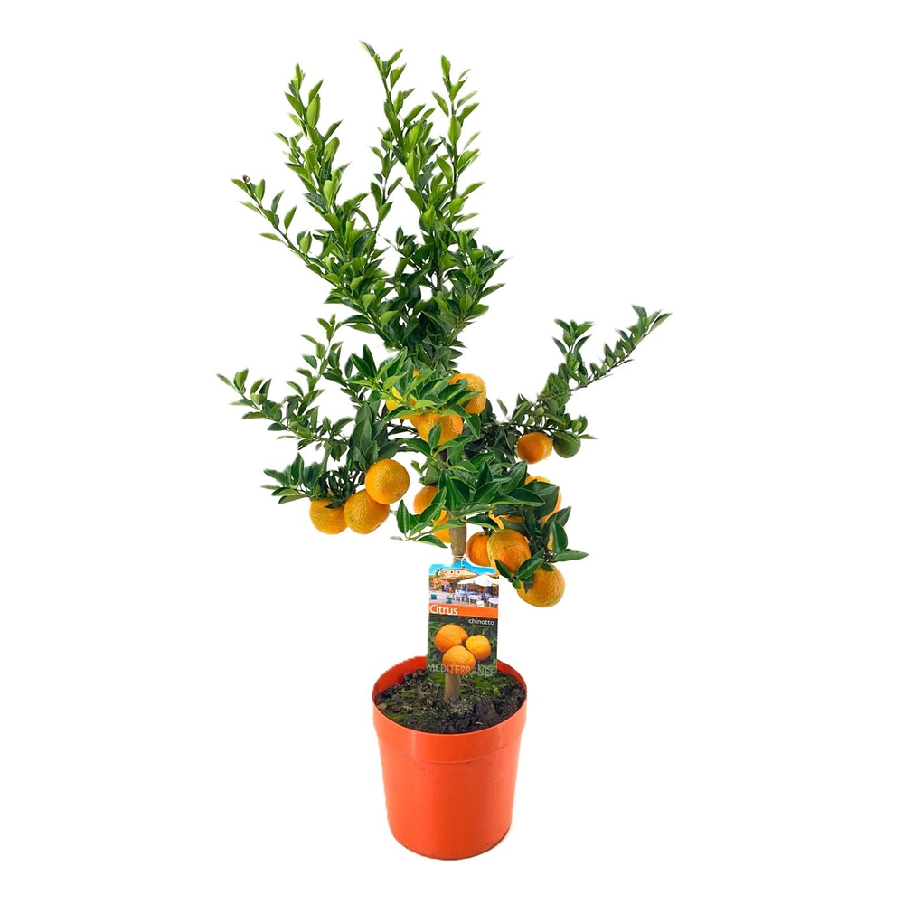 Citrus chinotto.