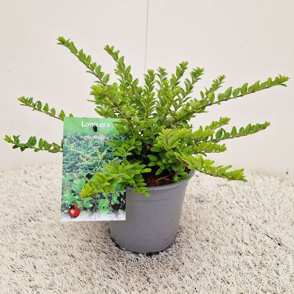 Lonicera nitida 'Maigrün'.