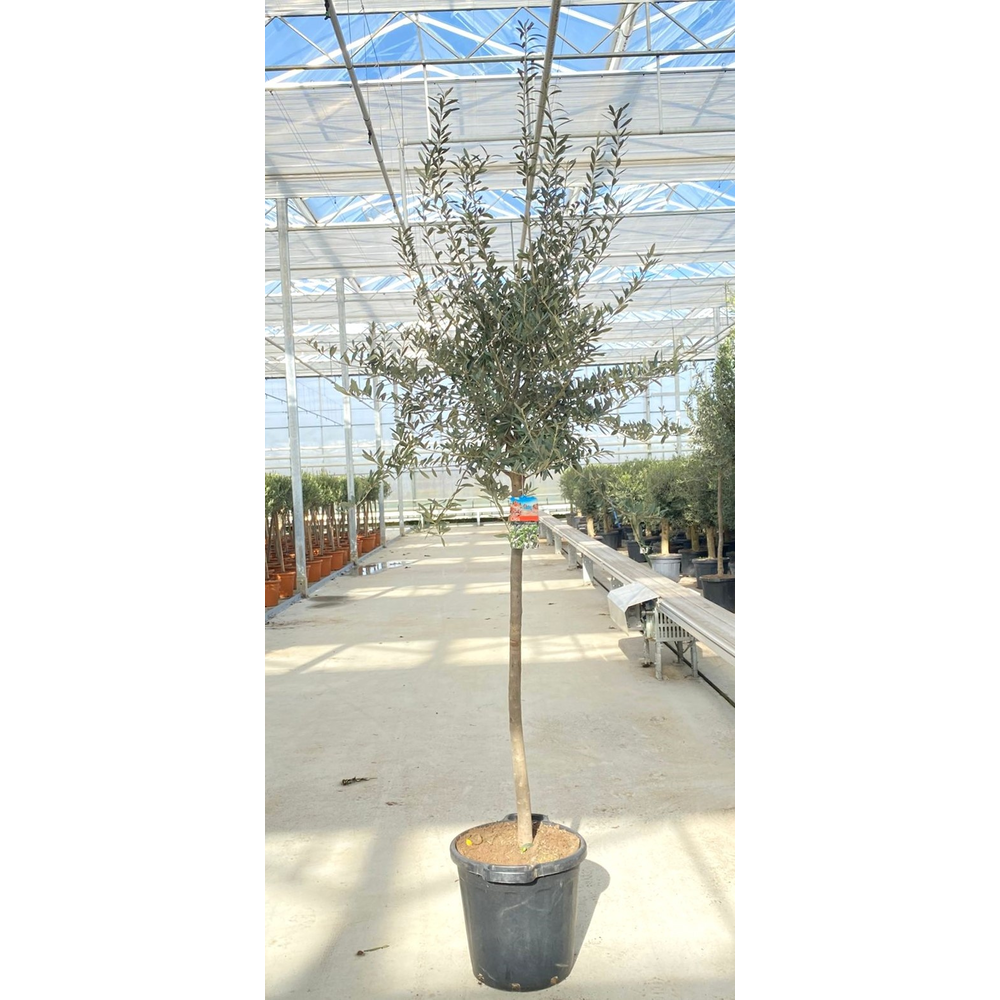 Olea europaea