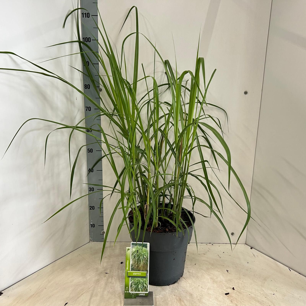 Miscanthus sin. 'Giganteus'.