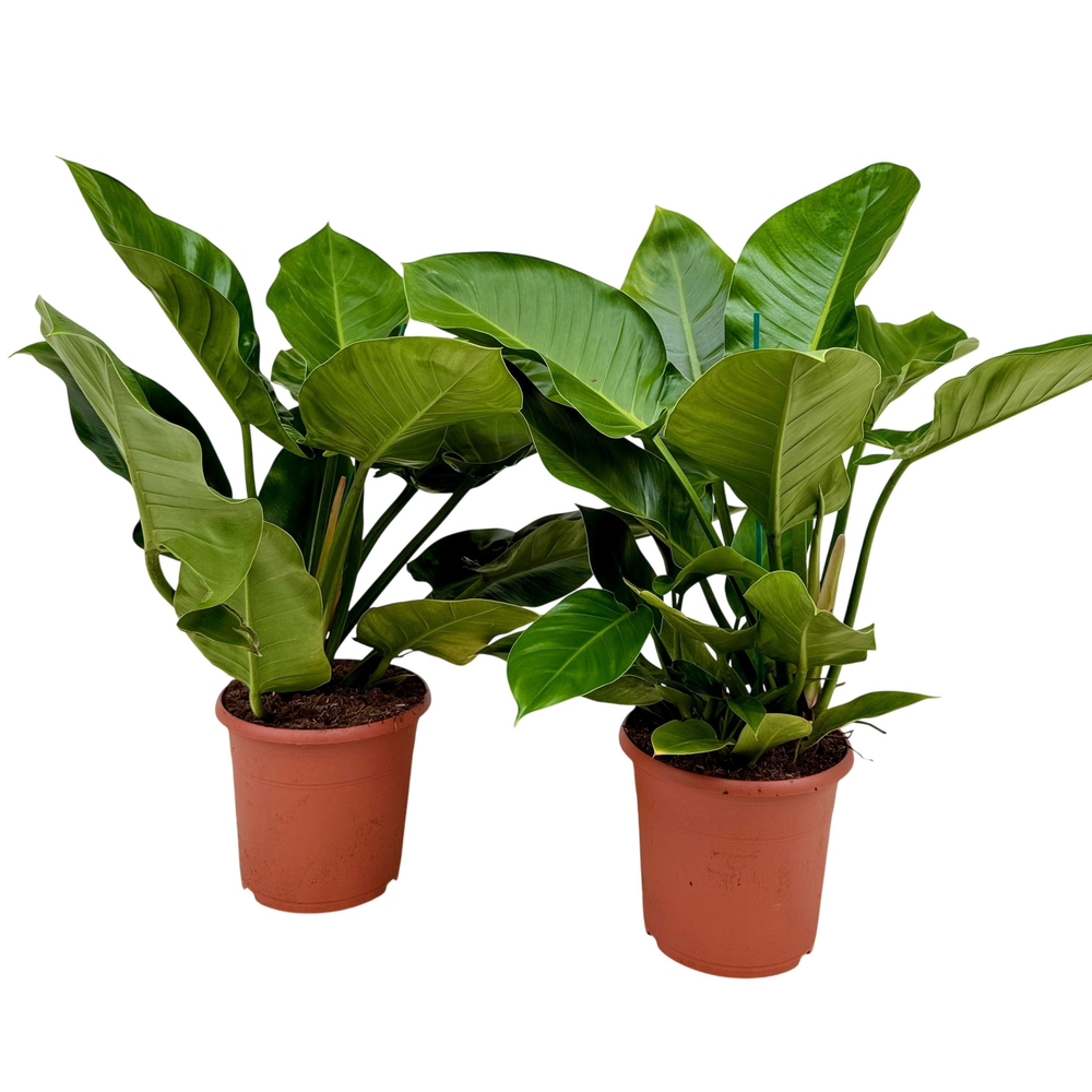 Philodendron imperial green P24.