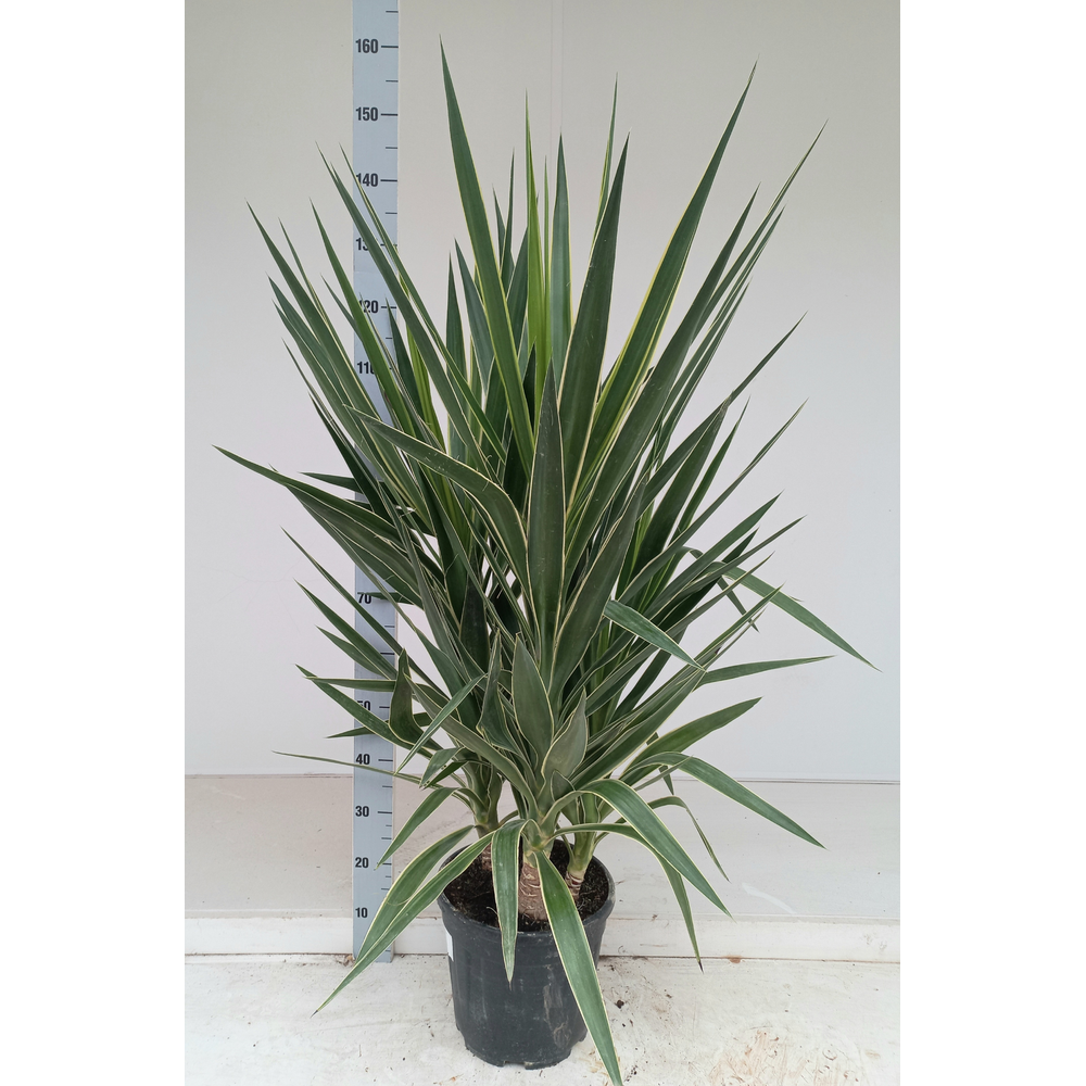 Yucca elephantipes puck P28 3PP.