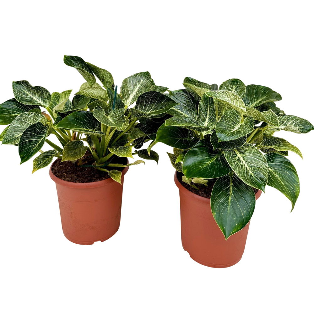 Philodendron birkin P24.